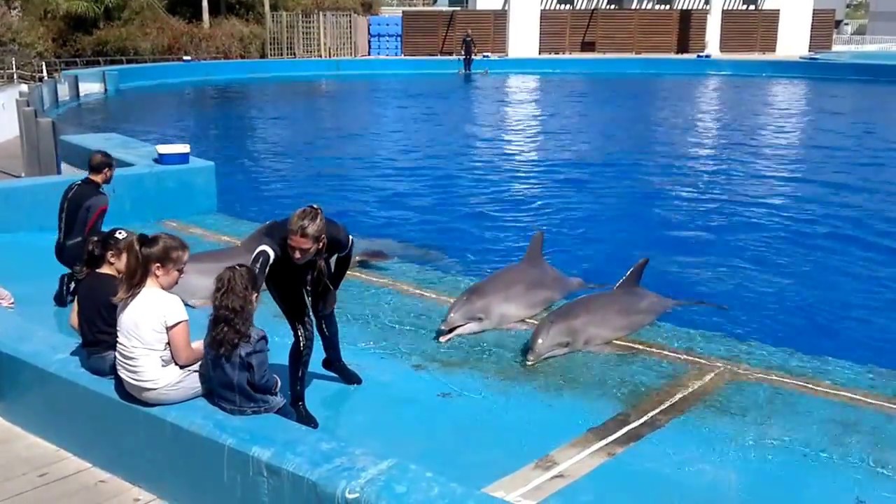 delfines y ballenas comunidad valenciana